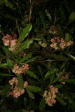 Dodonaea viscosa RCP7-07 160.jpg